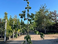 2x grootbloemige kornoelje, cornus 'eddie's white wonder', bloesemboom, witte bloei, ca. 2-2.5 m hoog - afbeelding 2 van  3