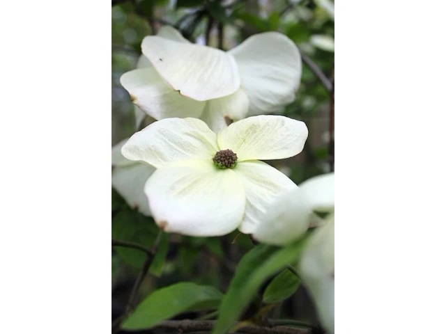 2x grootbloemige kornoelje, cornus 'eddie's white wonder', bloesemboom, witte bloei, ca. 2-2.5 m hoog - afbeelding 3 van  3