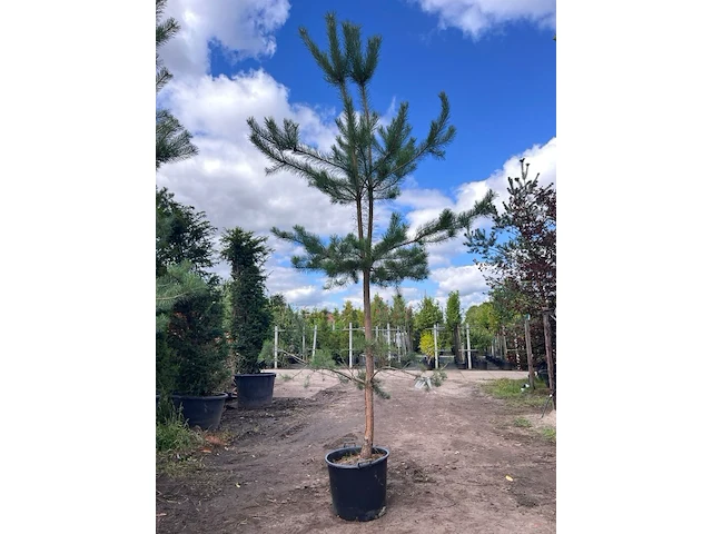 2x grove den, pinus sylvestris, naaldboom, wintergroen, ca. 3.5 m hoog - afbeelding 1 van  2
