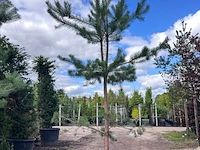 2x grove den, pinus sylvestris, naaldboom, wintergroen, ca. 3.5 m hoog