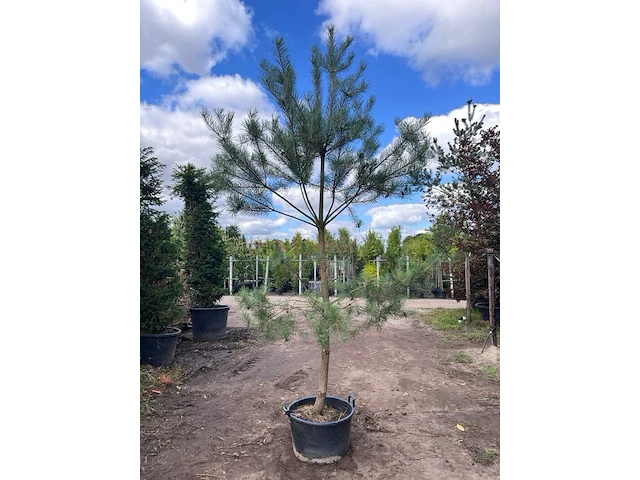 2x grove den, pinus sylvestris, naaldboom, wintergroen, ca. 3.5 m hoog - afbeelding 2 van  2
