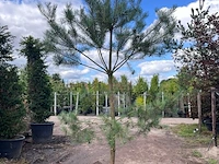 2x grove den, pinus sylvestris, naaldboom, wintergroen, ca. 3.5 m hoog - afbeelding 2 van  2