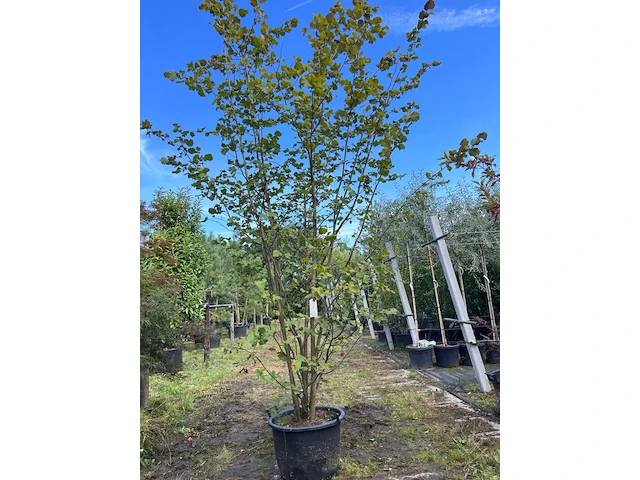 2x hazelaar, corylus avellana, sierheester, ca. 250-300 cm hoog - afbeelding 1 van  3