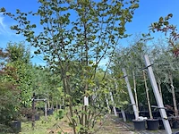 2x hazelaar, corylus avellana, sierheester, ca. 250-300 cm hoog