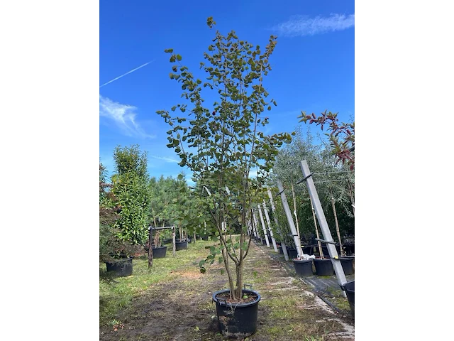 2x hazelaar, corylus avellana, sierheester, ca. 250-300 cm hoog - afbeelding 2 van  3