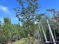 2x hazelaar, corylus avellana, sierheester, ca. 250-300 cm hoog - afbeelding 2 van  3