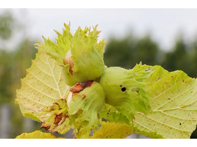 2x hazelaar, corylus avellana, sierheester, ca. 250-300 cm hoog - afbeelding 3 van  3