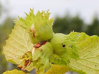 2x hazelaar, corylus avellana, sierheester, ca. 250-300 cm hoog - afbeelding 3 van  3