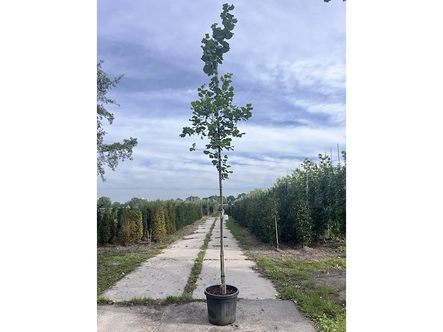 2x hazelaar, corylus avellana, sierheester, ca. 3-3.5 m hoog - afbeelding 1 van  3