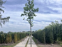 2x hazelaar, corylus avellana, sierheester, ca. 3-3.5 m hoog