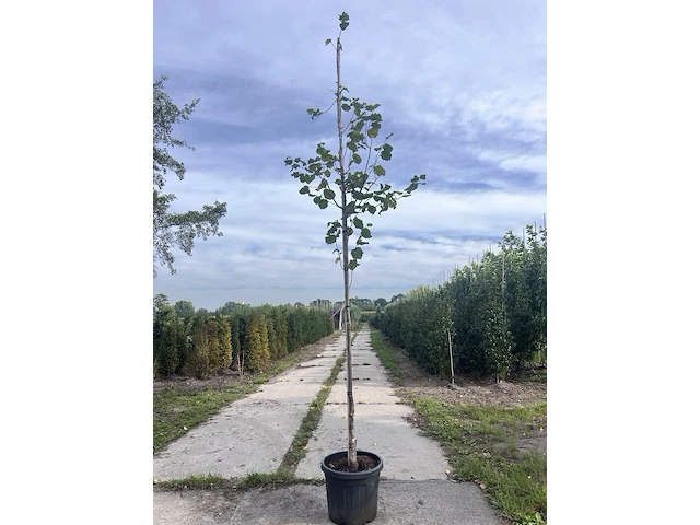 2x hazelaar, corylus avellana, sierheester, ca. 3-3.5 m hoog - afbeelding 2 van  3