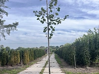 2x hazelaar, corylus avellana, sierheester, ca. 3-3.5 m hoog - afbeelding 2 van  3