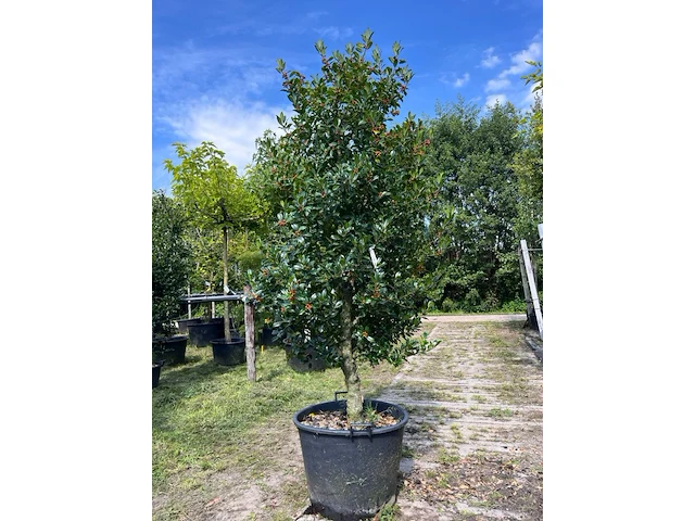 2x hulst, ilex 'limsi', solitair, wintergroen, ca. 200-225 cm hoog - afbeelding 1 van  3