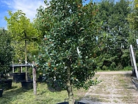 2x hulst, ilex 'limsi', solitair, wintergroen, ca. 200-225 cm hoog