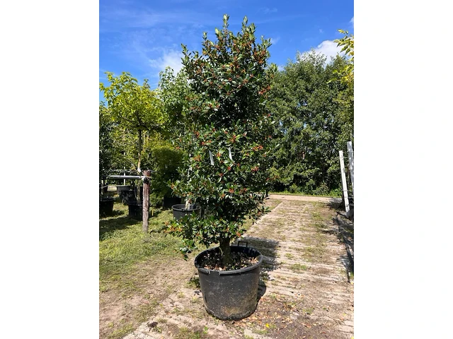2x hulst, ilex 'limsi', solitair, wintergroen, ca. 200-225 cm hoog - afbeelding 2 van  3