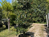 2x hulst, ilex 'limsi', solitair, wintergroen, ca. 200-225 cm hoog - afbeelding 2 van  3