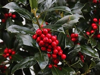 2x hulst, ilex 'limsi', solitair, wintergroen, ca. 200-225 cm hoog - afbeelding 3 van  3