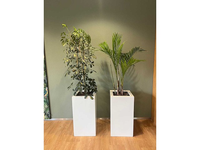 2x hydrocultuurplant in kunststof pot - afbeelding 3 van  6