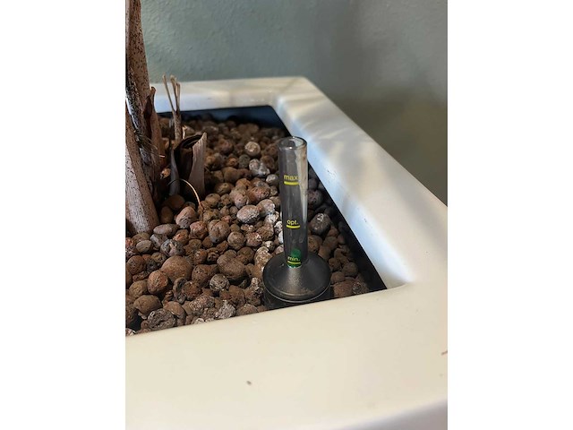 2x hydrocultuurplant in kunststof pot - afbeelding 10 van  11