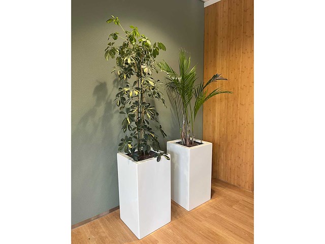 2x hydrocultuurplant in kunststof pot - afbeelding 11 van  11