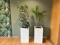 2x hydrocultuurplant in kunststof pot - afbeelding 1 van  11