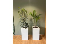 2x hydrocultuurplant in kunststof pot - afbeelding 3 van  11