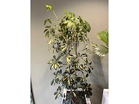 2x hydrocultuurplant in kunststof pot - afbeelding 4 van  11