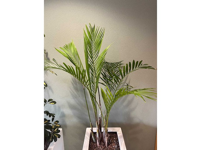2x hydrocultuurplant in kunststof pot - afbeelding 5 van  11