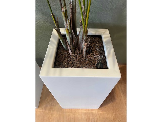 2x hydrocultuurplant in kunststof pot - afbeelding 6 van  11