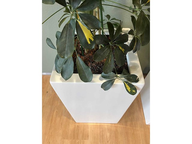 2x hydrocultuurplant in kunststof pot - afbeelding 7 van  11