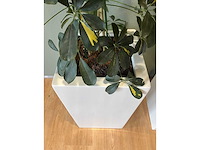 2x hydrocultuurplant in kunststof pot - afbeelding 7 van  11