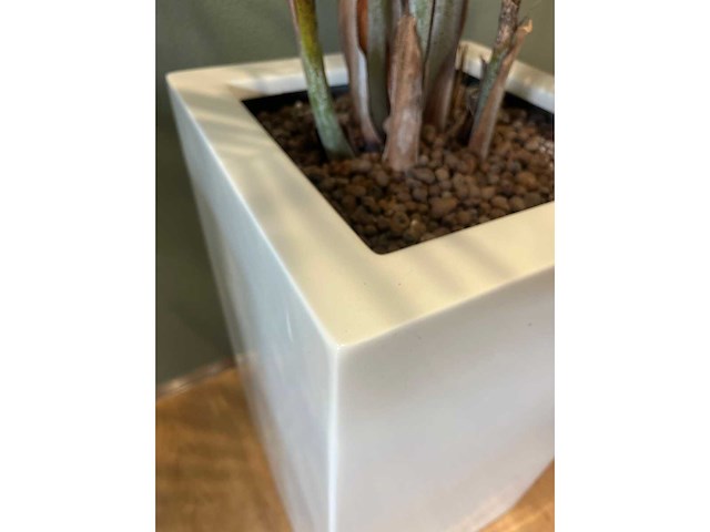 2x hydrocultuurplant in kunststof pot - afbeelding 8 van  11