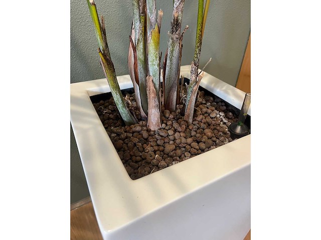 2x hydrocultuurplant in kunststof pot - afbeelding 9 van  11