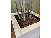 2x hydrocultuurplant in kunststof pot - afbeelding 9 van  11