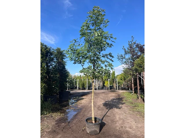 2x indische paardenkastanje, aesculus indica, hoogstam, ca. 4-5 m hoog - afbeelding 1 van  2