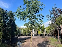 2x indische paardenkastanje, aesculus indica, hoogstam, ca. 4-5 m hoog - afbeelding 1 van  2