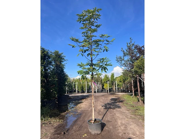 2x indische paardenkastanje, aesculus indica, hoogstam, ca. 4-5 m hoog - afbeelding 2 van  2
