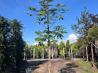2x indische paardenkastanje, aesculus indica, hoogstam, ca. 4-5 m hoog - afbeelding 2 van  2