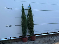 2x italiaanse cipres - cupressus sempervirens - hoogte ca. 110 cm - afbeelding 1 van  1