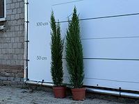 2x italiaanse cipres - cupressus sempervirens - hoogte ca. 110 cm - afbeelding 1 van  2