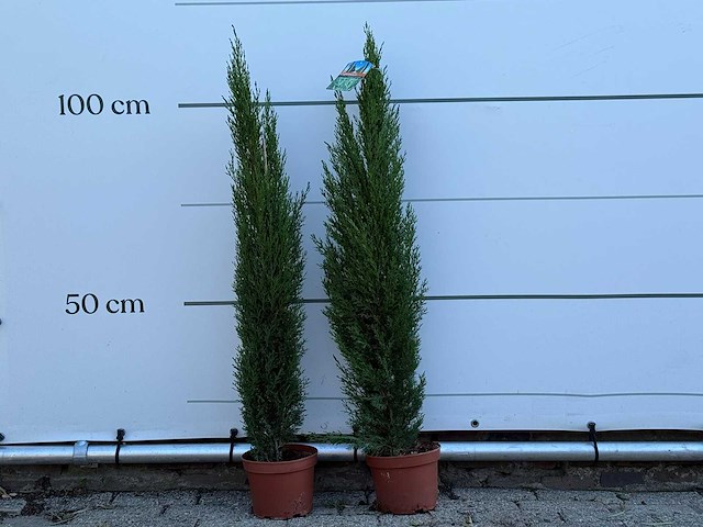 2x italiaanse cipres - cupressus sempervirens - hoogte ca. 110 cm - afbeelding 1 van  3