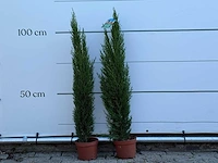2x italiaanse cipres - cupressus sempervirens - hoogte ca. 110 cm