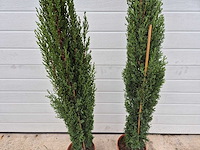 2x italiaanse cipres - cupressus sempervirens 'totem' - hoogte ca. 100 cm - afbeelding 2 van  2
