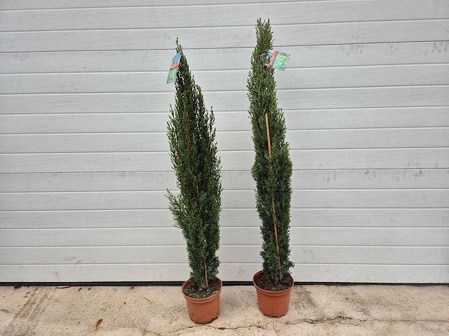 2x italiaanse cipres totem - cupressus sempervirens 'totem' - hoogte ca. 100 cm - afbeelding 1 van  2