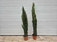2x italiaanse cipres totem - cupressus sempervirens 'totem' - hoogte ca. 100 cm - afbeelding 1 van  2
