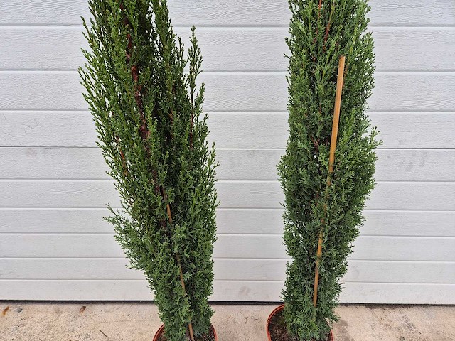 2x italiaanse cipres totem - cupressus sempervirens 'totem' - hoogte ca. 100 cm - afbeelding 2 van  2