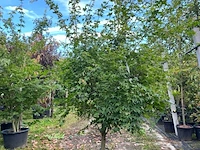 2x japanse esdoorn, acer palmatum, meerstammig, rode herfstkleur, ca. 175-225 cm hoog