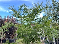 2x japanse esdoorn, acer palmatum, meerstammig, rode herfstkleur, ca. 175-225 cm hoog