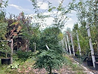 2x japanse esdoorn, acer palmatum, meerstammig, rode herfstkleur, ca. 175-225 cm hoog - afbeelding 2 van  2