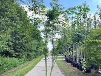 2x japanse esdoorn, acer palmatum, meerstammig, rode herfstkleur, ca. 175-225 cm hoog